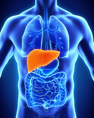 Circadian Clock in the Liver Found to Regulate Hunger and Metabolism