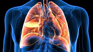 Red Wine Compound Resveratrol May Protect Lungs and Respiratory Health