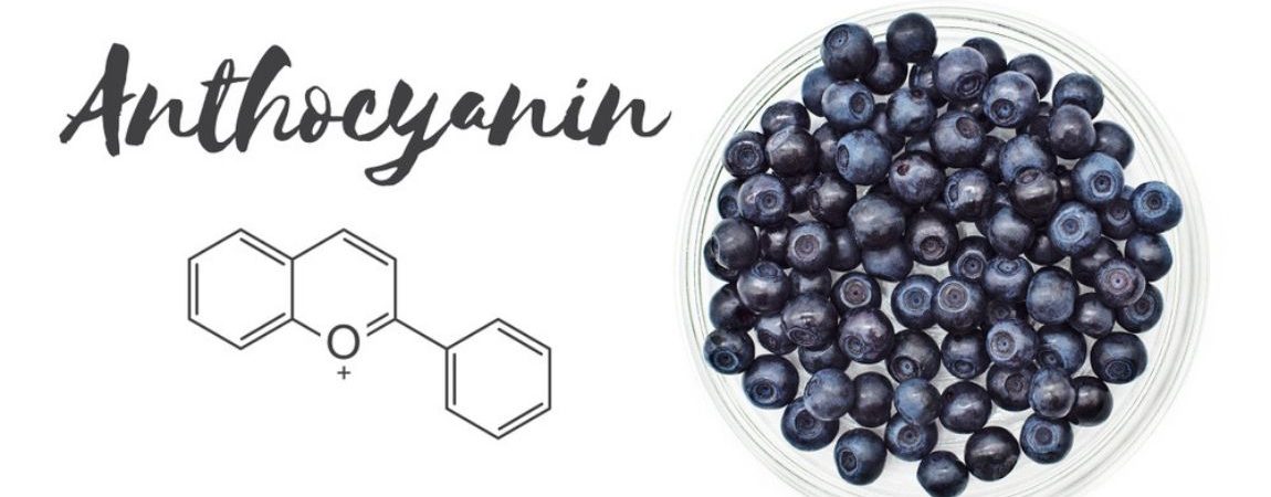 Can Anthocyanins in Blueberries Protect Heart Health and More?