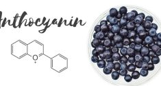 Can Anthocyanins in Blueberries Protect Heart Health and More? 3