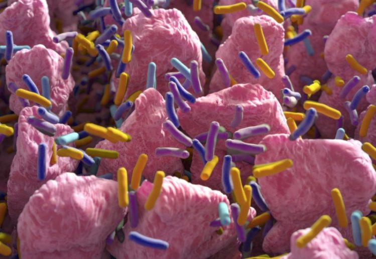Gut Microbiome and Aging: Can Maintaining Healthy Gut Bacteria Help Turn Back the Clock? 2