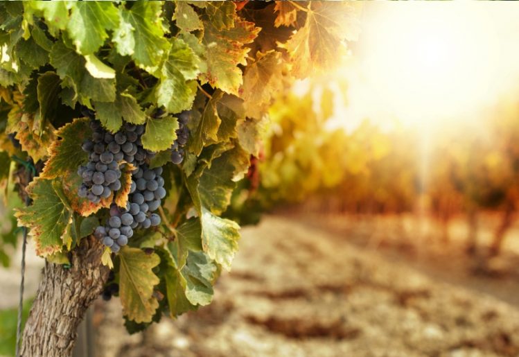 New Study Bolsters Claim That Resveratrol Supports Healthy Aging 1