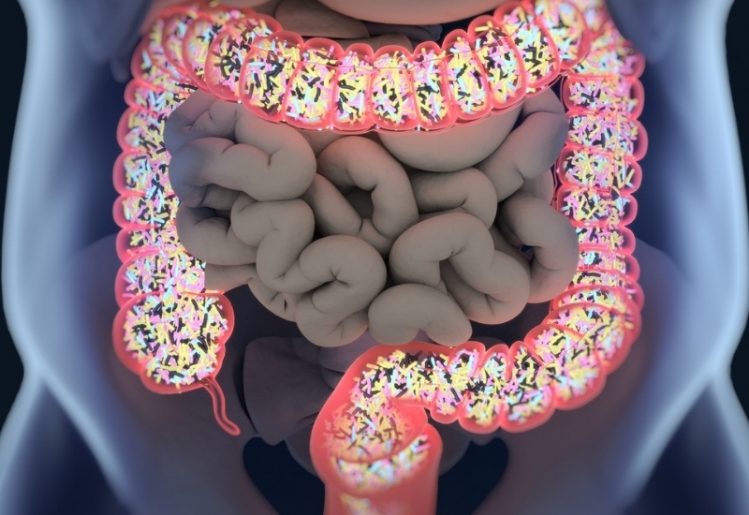 The Latest Updates in Gut Health Research