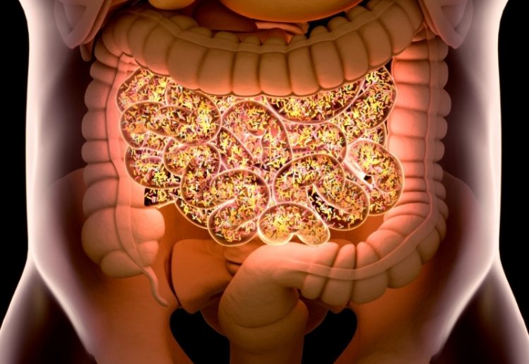New Insights Into the Gut-Brain Connection 2