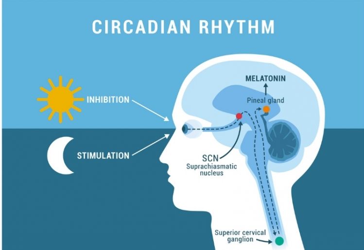 Melatonin-Ergänzungen: Wie lange wirkt Melatonin im Körper?