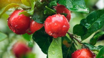 Superfoods: How Acerola Promotes Your Health